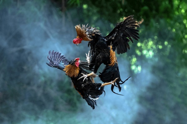 Overview of Online Cockfighting at SPINTIME