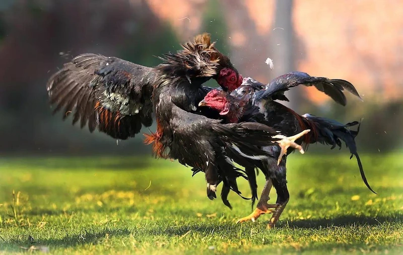 Advantages of Online Cockfighting at SPINTIME