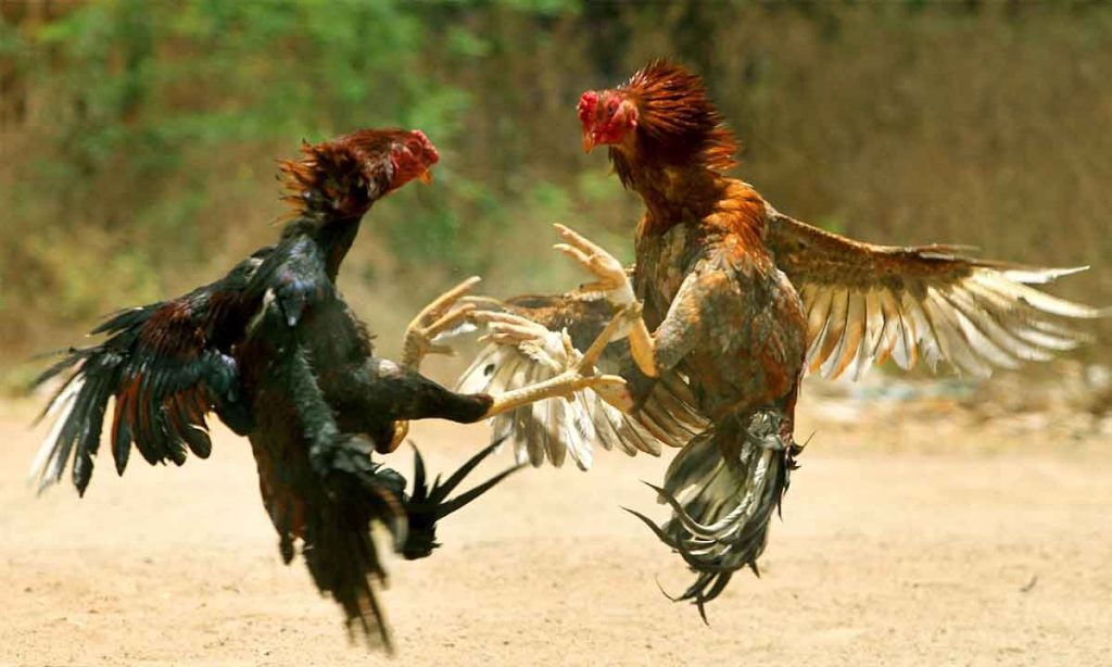 Current Forms of Cockfighting