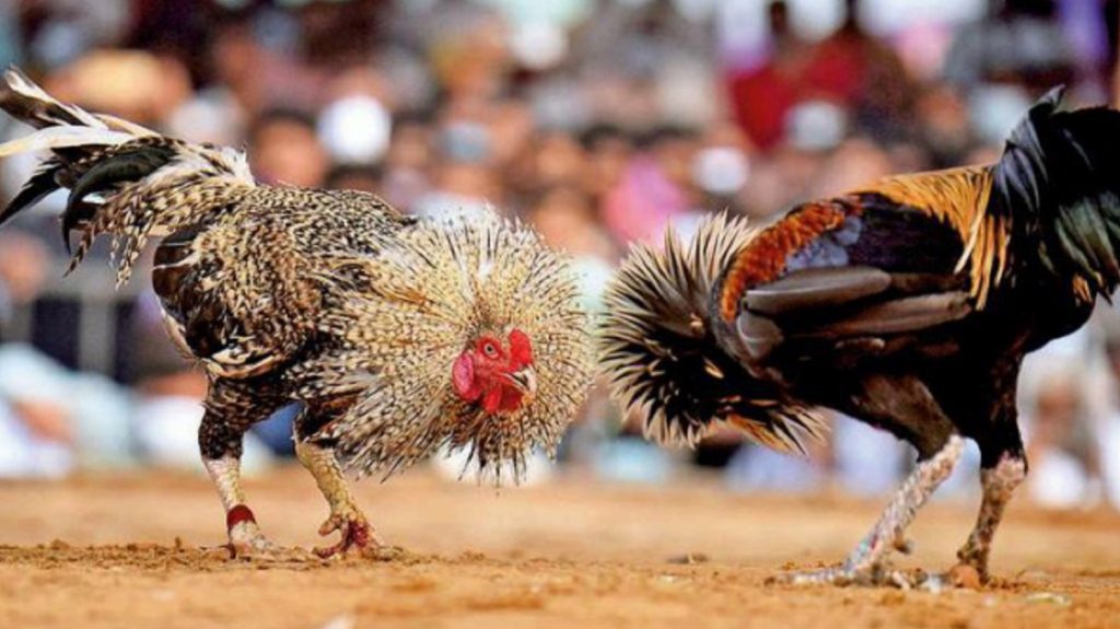 Instructions for Playing Cockfighting at SPINTIME