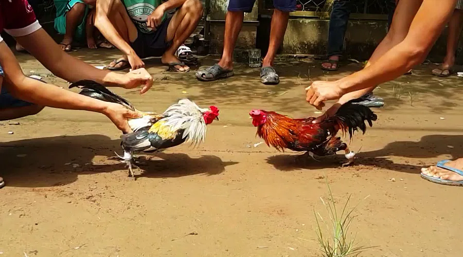 Tips to Win Big When Betting on Cockfighting