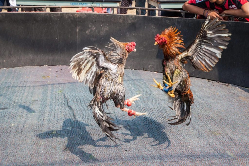 How to Participate in Cockfighting Betting
