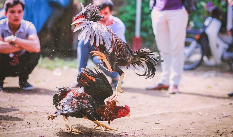Overview of Online Cockfighting Betting
