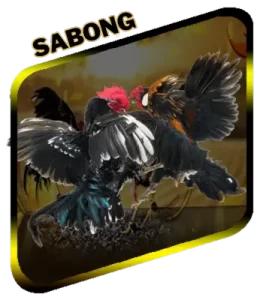 sabong